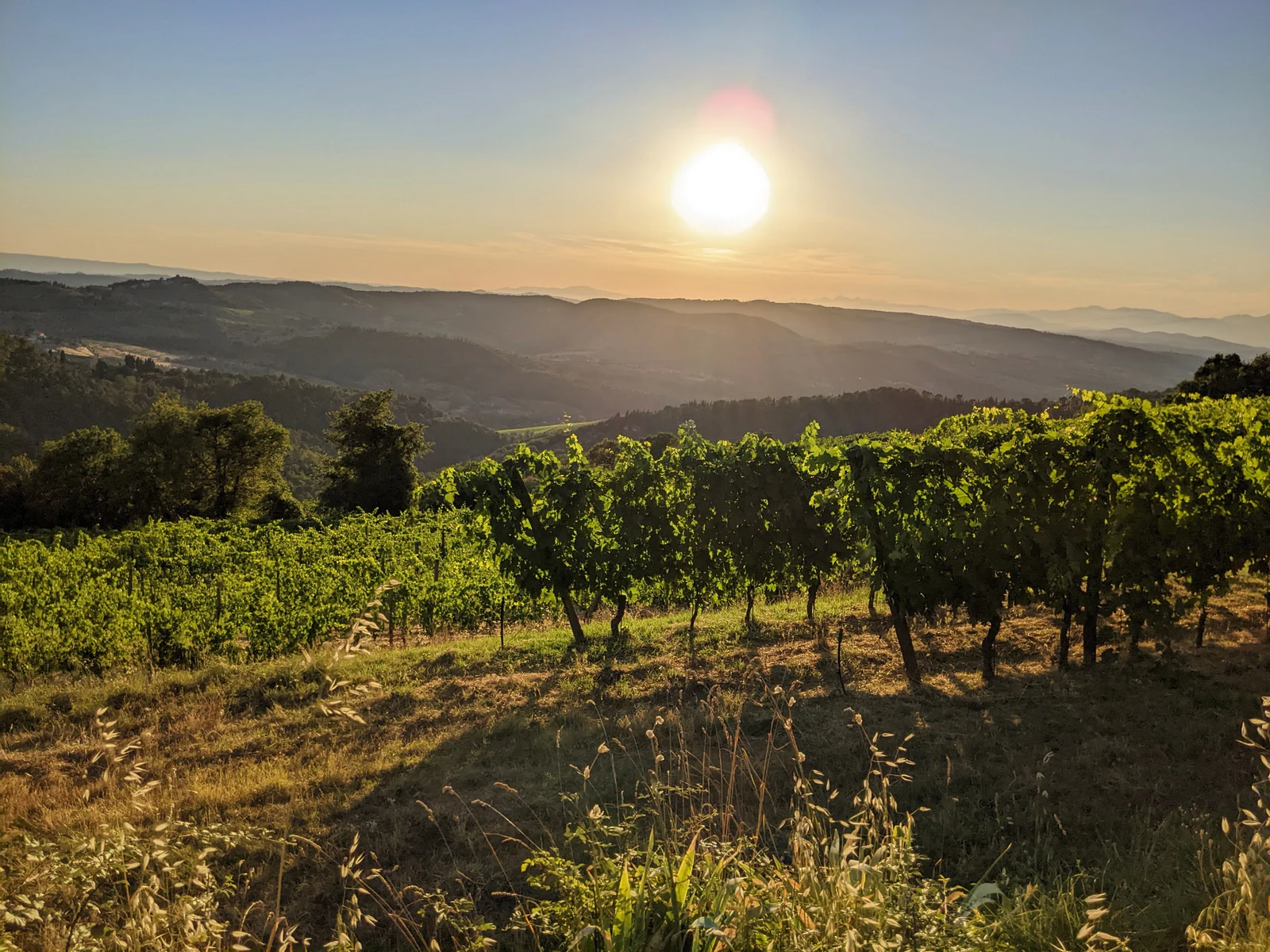 Vinhedos de Chianti no fim da tarde. A luz baixa deixa as fileiras de videiras muito mais marcadas e mostra por que a pa