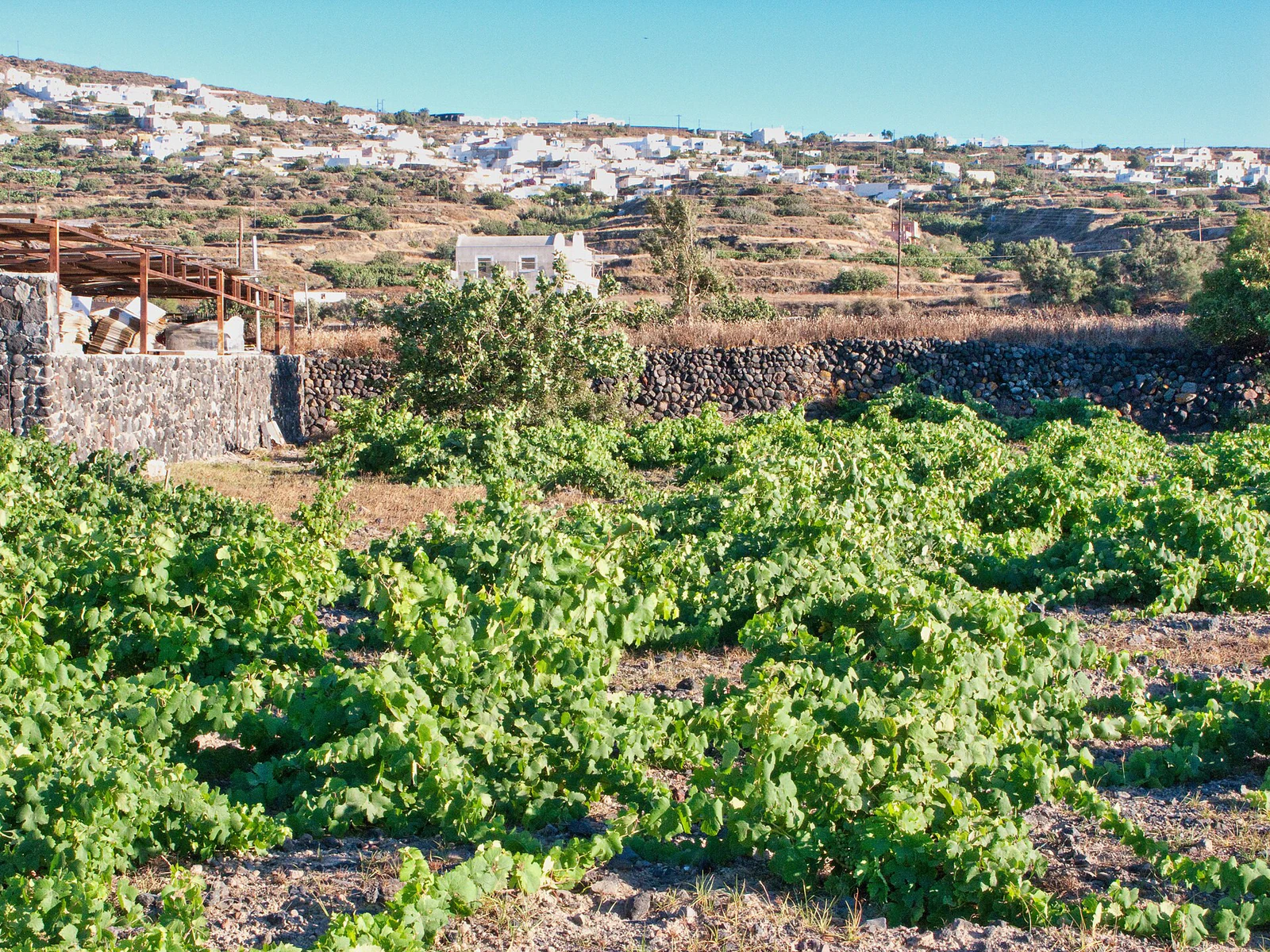 As vinhas antigas do Domaine Sigalas parecem rasteiras e desordenadas se comparadas a fileiras continentais.