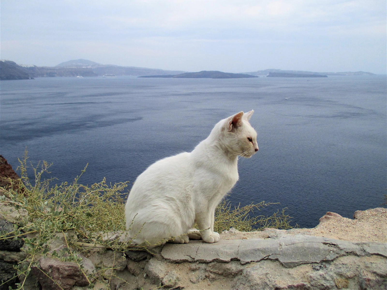 O gato diante da caldeira resume o ritmo certo: parar, olhar e não otimizar.